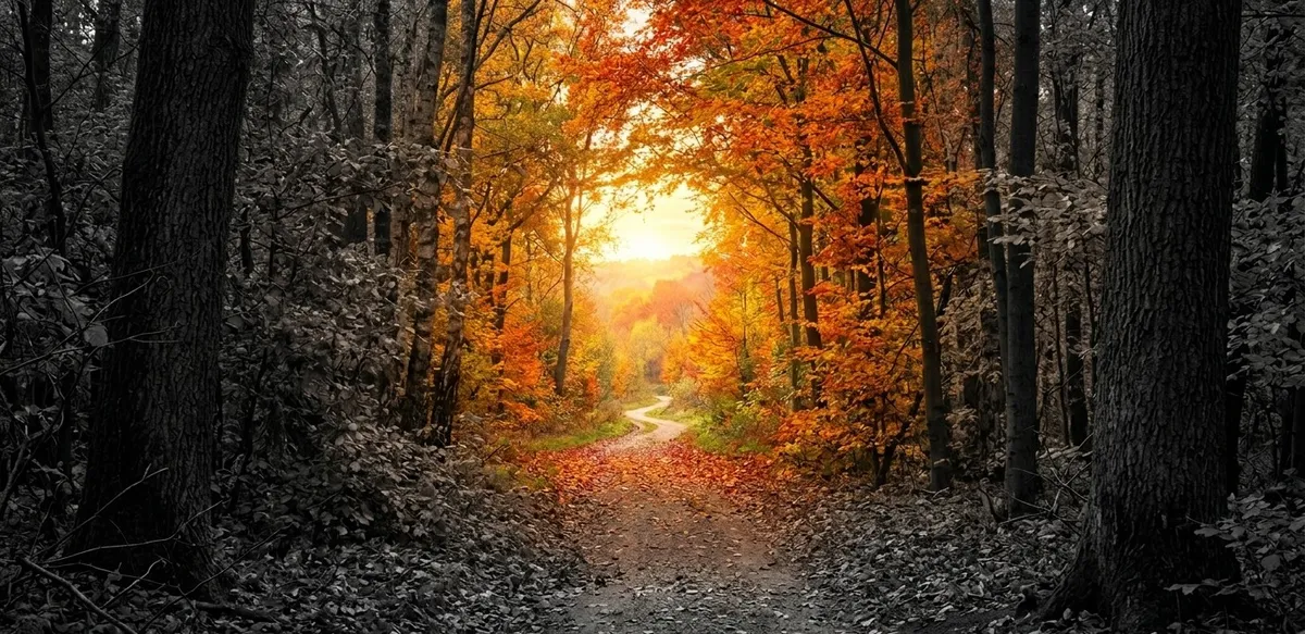 Um caminho na floresta que começa em preto e branco e gradualmente se transforma em cores vibrantes e quentes em direção a um nascer do sol, simbolizando a esperança, a reconstrução emocional e o retorno da alegria